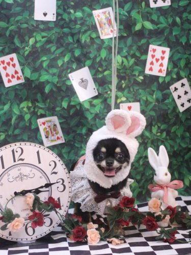 20250430るんちゃん